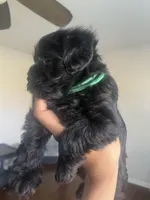 Hulk, a male Miniature Schnauzer and Cockapoo for sale in Mooresville, NC – Photo 5 of 9