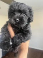 Hulk, a male Miniature Schnauzer and Cockapoo for sale in Mooresville, NC – Photo 4 of 9