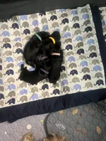 Hulk, a male Miniature Schnauzer and Cockapoo for sale in Mooresville, NC – Photo 8 of 9