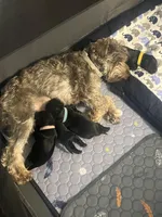 Hulk, a male Miniature Schnauzer and Cockapoo for sale in Mooresville, NC – Photo 6 of 9