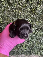 Hulk, a male Miniature Schnauzer and Cockapoo for sale in Mooresville, NC – Photo 7 of 9