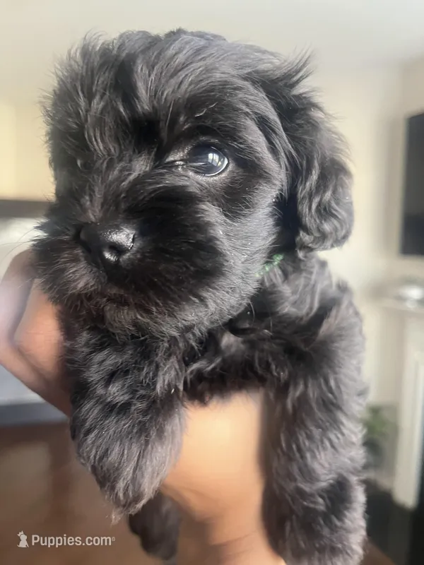 Hulk – Miniature Schnauzer, Cockapoo puppy for sale in Mooresville, NC