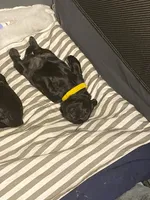 Hulk, a male Miniature Schnauzer and Cockapoo for sale in Mooresville, NC – Photo 2 of 9