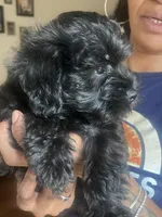 Hulk, a male Miniature Schnauzer and Cockapoo for sale in Mooresville, NC – Photo 9 of 9
