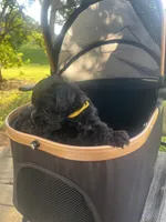 GiGi , a female Miniature Schnauzer and Cockapoo for sale in Mooresville, NC – 3 of 5