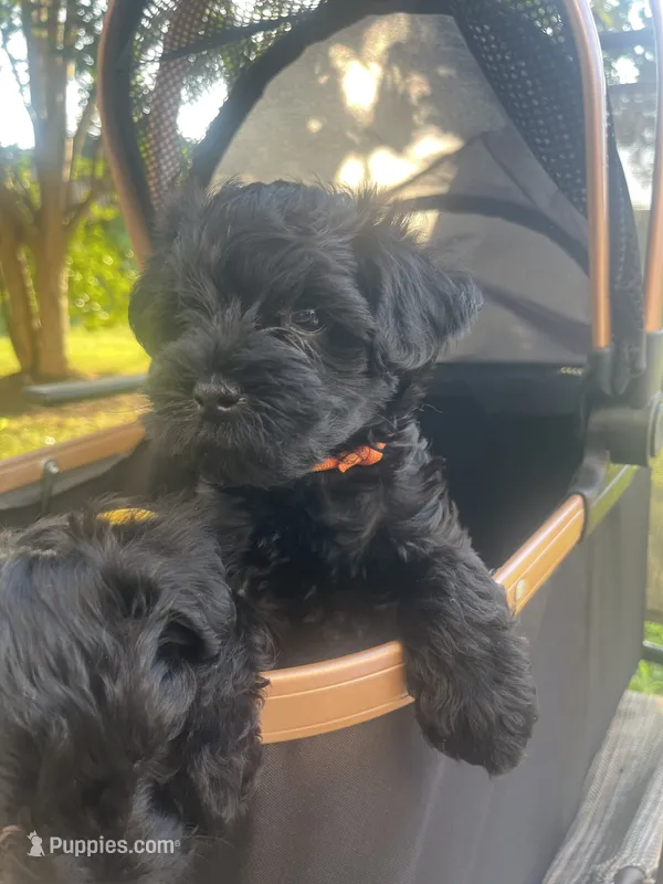 Gloria (Big Momma)  – Miniature Schnauzer, Cockapoo puppy for sale in Mooresville, NC