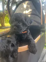 Gloria (Big Momma) , a female Miniature Schnauzer and Cockapoo for sale in Mooresville, NC – 1 of 7