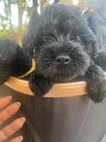 Gloria (Big Momma) , a female Miniature Schnauzer and Cockapoo for sale in Mooresville, NC – 6 of 7