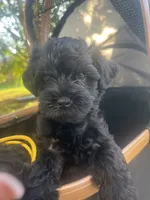 Gloria (Big Momma) , a female Miniature Schnauzer and Cockapoo for sale in Mooresville, NC – 3 of 7
