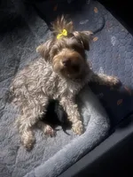 Gloria (Big Momma) , a female Miniature Schnauzer and Cockapoo for sale in Mooresville, NC – 7 of 7