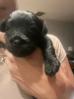GiGi , a female Miniature Schnauzer and Cockapoo for sale in Mooresville, NC – 2 of 5