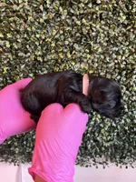 Rose, a female Miniature Schnauzer and Cockapoo for sale in Mooresville, NC – Photo 3 of 7