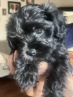 Rose, a female Miniature Schnauzer and Cockapoo for sale in Mooresville, NC – Photo 1 of 7