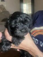 Rose, a female Miniature Schnauzer and Cockapoo for sale in Mooresville, NC – Photo 6 of 7