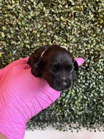 Rose, a female Miniature Schnauzer and Cockapoo for sale in Mooresville, NC – Photo 5 of 7