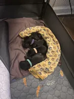 Rose, a female Miniature Schnauzer and Cockapoo for sale in Mooresville, NC – Photo 7 of 7