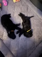 Gloria (Big Momma) , a female Miniature Schnauzer and Cockapoo for sale in Mooresville, NC – 2 of 7