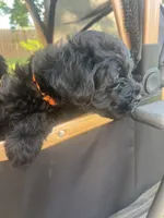 Gloria (Big Momma) , a female Miniature Schnauzer and Cockapoo for sale in Mooresville, NC – 5 of 7