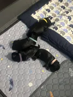 Zeus, a male Miniature Schnauzer and Cockapoo for sale in Mooresville, NC – Photo 8 of 10