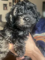 Zeus, a male Miniature Schnauzer and Cockapoo for sale in Mooresville, NC – Photo 5 of 10