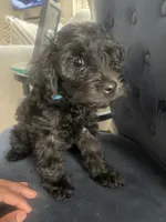 Zeus, a male Miniature Schnauzer and Cockapoo for sale in Mooresville, NC – Photo 1 of 10