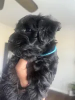Zeus, a male Miniature Schnauzer and Cockapoo for sale in Mooresville, NC – Photo 3 of 10