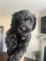 Zeus, a male Miniature Schnauzer and Cockapoo for sale in Mooresville, NC – Photo 4 of 10