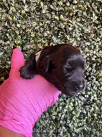 Zeus, a male Miniature Schnauzer and Cockapoo for sale in Mooresville, NC – Photo 10 of 10