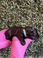 Zeus, a male Miniature Schnauzer and Cockapoo for sale in Mooresville, NC – Photo 9 of 10