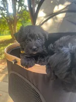 GiGi , a female Miniature Schnauzer and Cockapoo for sale in Mooresville, NC – 5 of 5