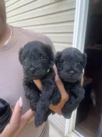 Gloria (Big Momma) , a female Miniature Schnauzer and Cockapoo for sale in Mooresville, NC – 4 of 7