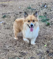  Fluffy Male , a male Pembroke Welsh Corgi for sale in Greensboro, NC – Photo 2 of 2