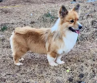  Fluffy Male , a male Pembroke Welsh Corgi for sale in Greensboro, NC – Photo 1 of 2
