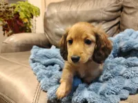 Sweetheart , a male Miniature Dachshund for sale in Greensboro, NC – 1 of 4