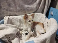 🍪 Cookie, a male Chihuahua for sale in Greensboro, NC – 5 of 5