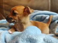 Romeo., a male Chihuahua and Chinese Crested for sale in Greensboro, NC – 3 of 10