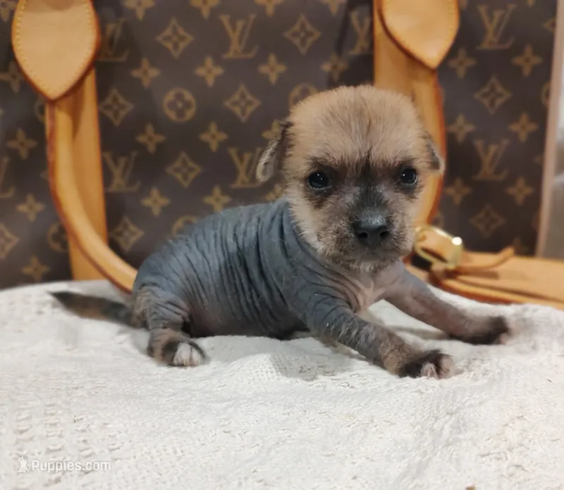 Chio – Chihuahua, Chinese Crested puppy for sale in Greensboro, NC