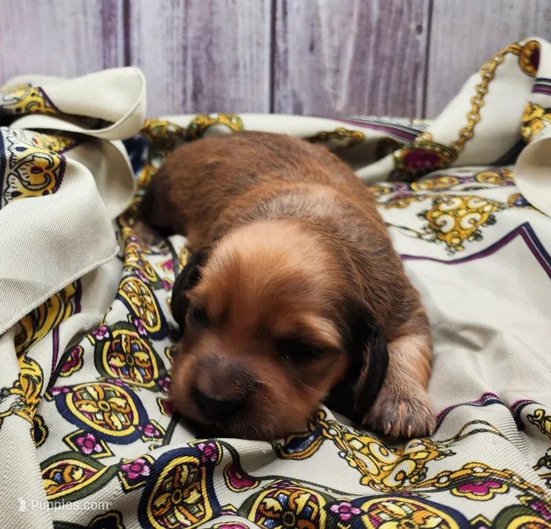 Knox – Miniature Dachshund puppy for sale in Greensboro, NC