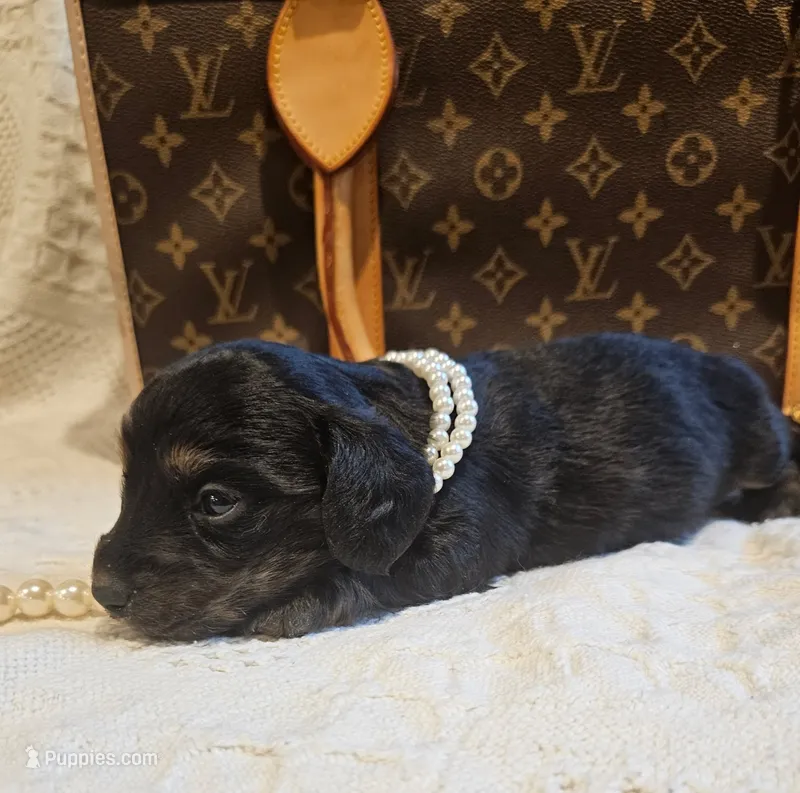 Elsa – Miniature Dachshund puppy for sale in Greensboro, NC