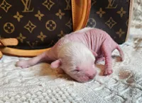 Cashmere , a male Chinese Crested for sale in Greensboro, NC – 1 of 2