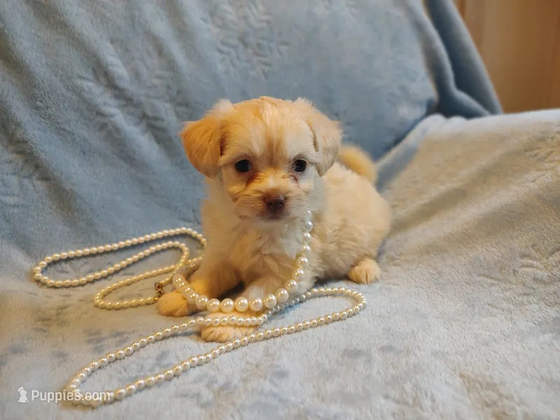 Buffy  – Chihuahua, Chinese Crested puppy for sale in Greensboro, NC