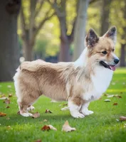 🤎 “Kingston” – Chocolate Merle Pembroke Welsh Corgi Male 🤎, a male Pembroke Welsh Corgi for sale in Greensboro, NC – Photo 3 of 4