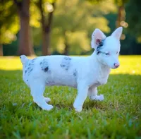 🤎 “Kingston” – Chocolate Merle Pembroke Welsh Corgi Male 🤎, a male Pembroke Welsh Corgi for sale in Greensboro, NC – Photo 4 of 4