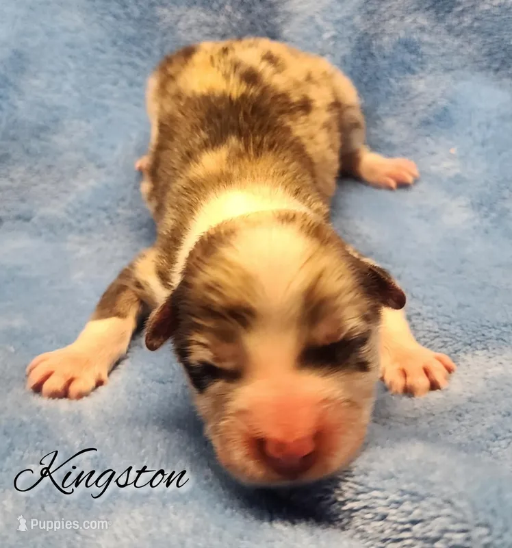 🤎 “Kingston” – Chocolate Merle Pembroke Welsh Corgi Male 🤎