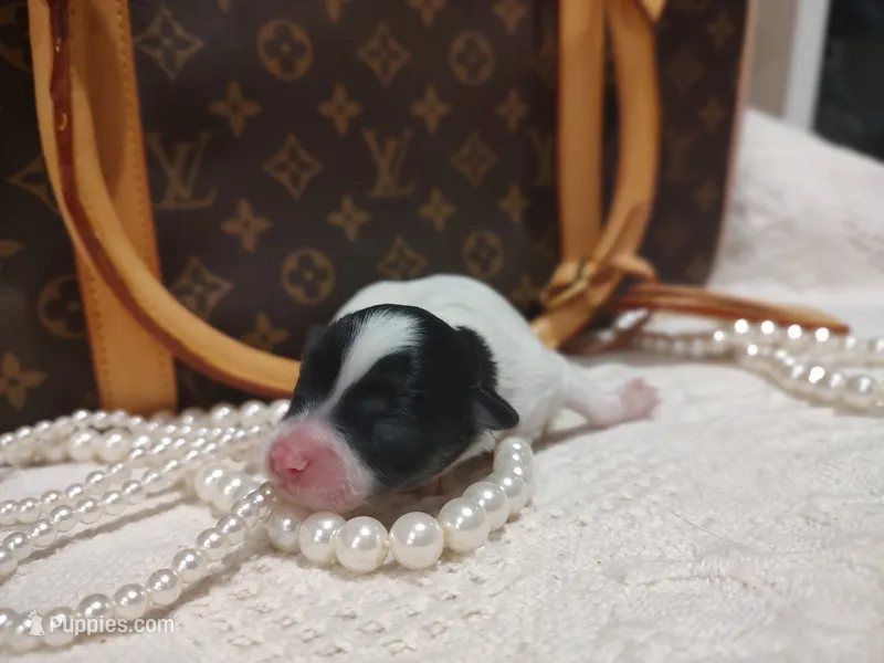 Zorro – Chihuahua puppy for sale in Greensboro, NC