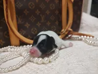 Zorro, a male Chihuahua for sale in Greensboro, NC – 1 of 4