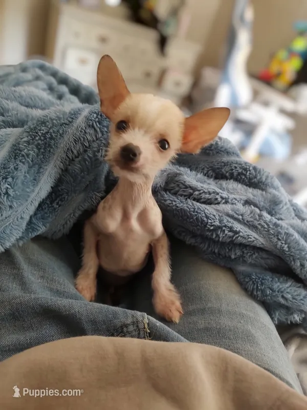 Musketeer hairless (  – Chihuahua, Chinese Crested puppy for sale in Greensboro, NC