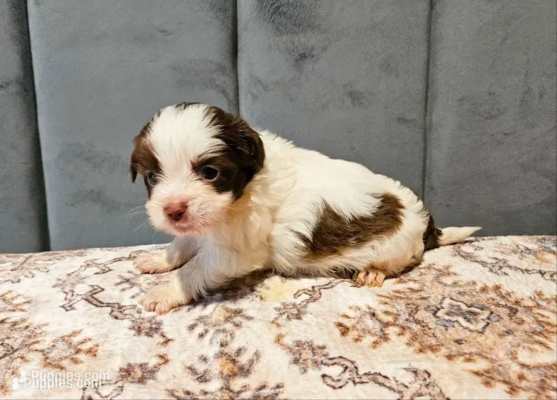 Louis – Chinese Crested puppy for sale in Greensboro, NC