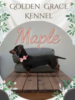 Knox, a male Miniature Dachshund for sale in Greensboro, NC – 3 of 3