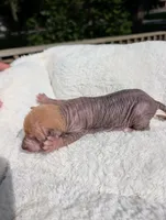 Peanut 🥜 , a female Chihuahua and Chinese Crested for sale in Greensboro, NC – 3 of 10